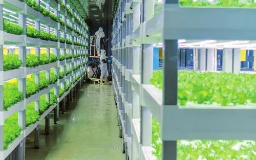 中科三安、京東等國內20家植物工廠大盤點 生物飼料研發新趨勢