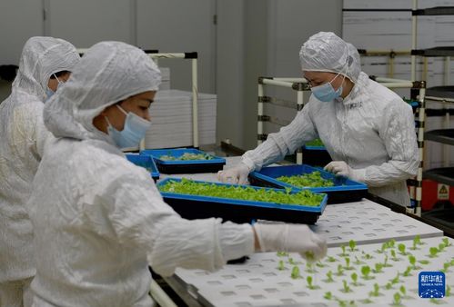 新華全媒 | 探訪大型無人植物工廠與生物飼料研發，科技點亮未來農業
